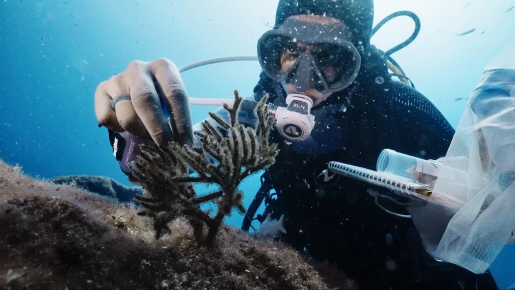 Vilafranca acull l’exposició immersiva “Un Mediterrani Viu” per descobrir i preservar la biodiversitat marina. Fundació Pinnae