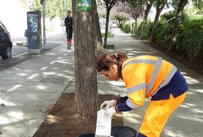 Vilafranca impulsa la sembra d’escocells per fer 'una ciutat més verda i saludable'. Ajuntament de Vilafranca
