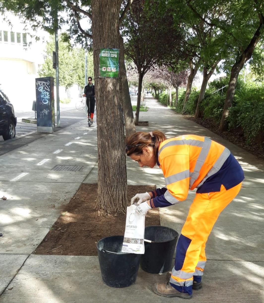 Vilafranca impulsa la sembra d’escocells per fer 'una ciutat més verda i saludable'. Ajuntament de Vilafranca