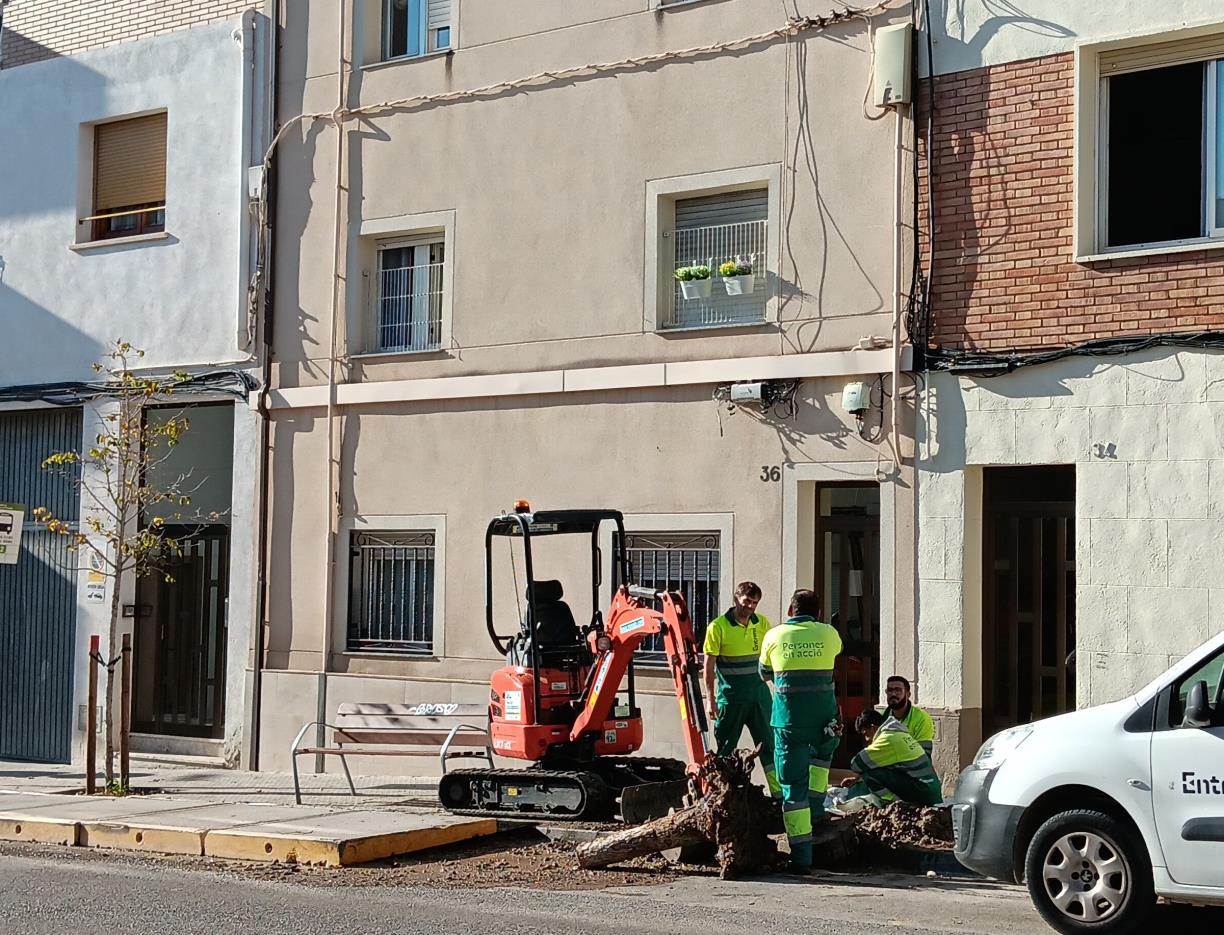 Vilafranca impulsa una nova campanya de reposició d’arbrat amb 102 arbres en tots els barris. Ajuntament de Vilafranca