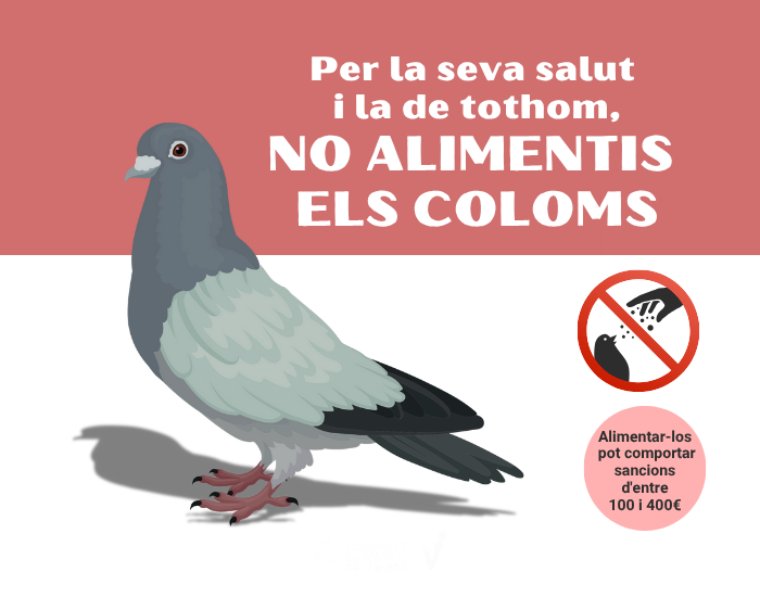 Vilafranca inicia una campanya per evitar alimentar els coloms i controlar la població urbana. Ajuntament de Vilafranca