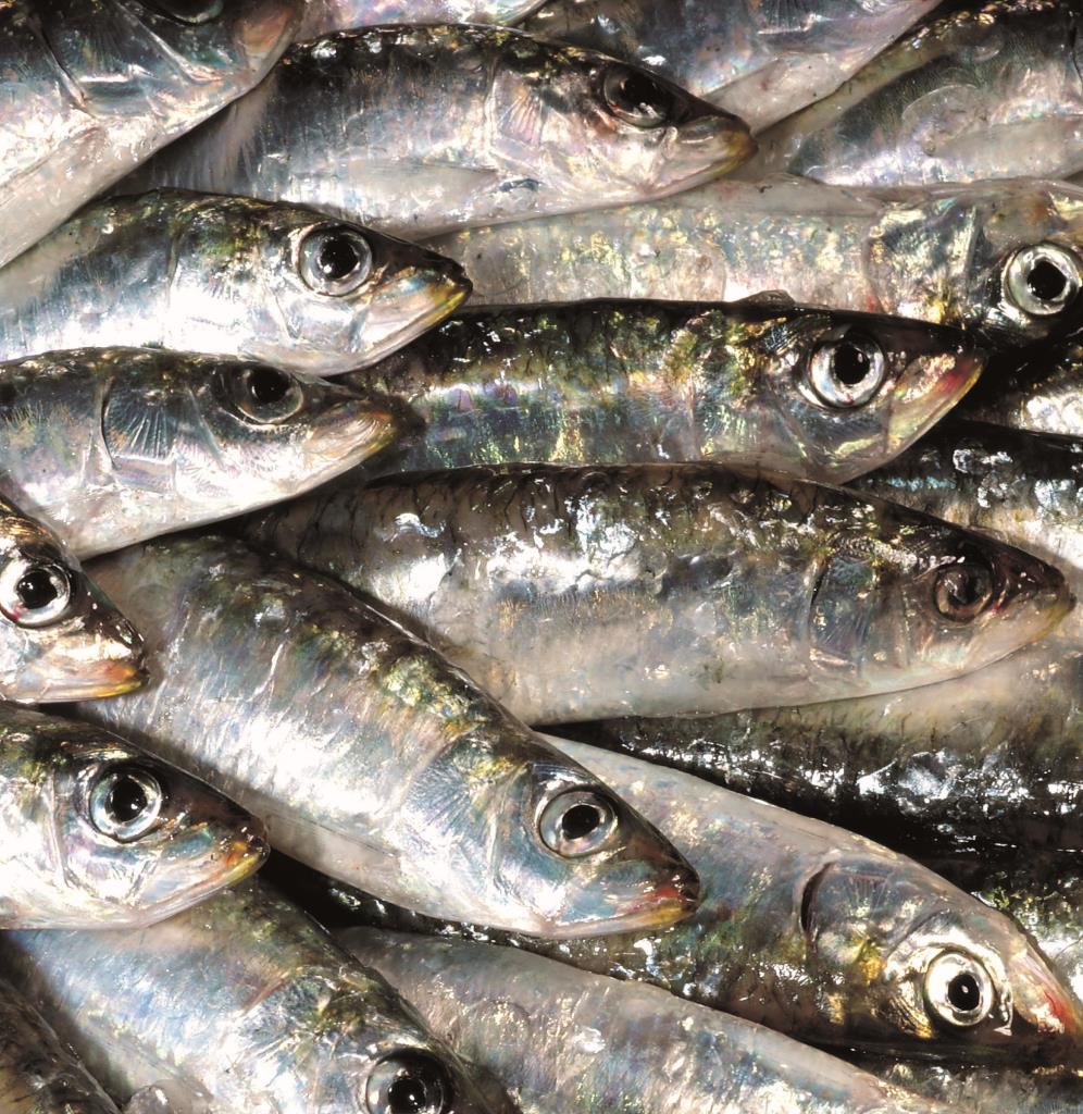 Vilanova i la Geltrú, epicentre de la cuina marinera durant el maig gastronòmic de Catalunya Regió Mundial de la Gastronomia . Generalitat de Cataluny