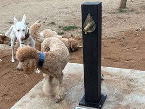 Vilanova i la Geltrú llança la campanya “El teu animal, la teva obligació” per fomentar la tinença responsable. Ajuntament de Vilanova