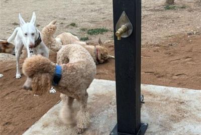Vilanova i la Geltrú llança la campanya “El teu animal, la teva obligació” per fomentar la tinença responsable. Ajuntament de Vilanova