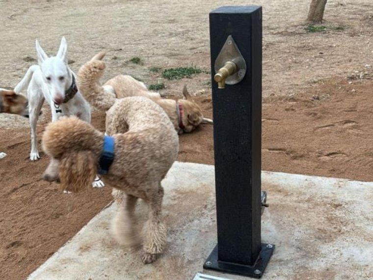 Vilanova i la Geltrú llança la campanya “El teu animal, la teva obligació” per fomentar la tinença responsable. Ajuntament de Vilanova