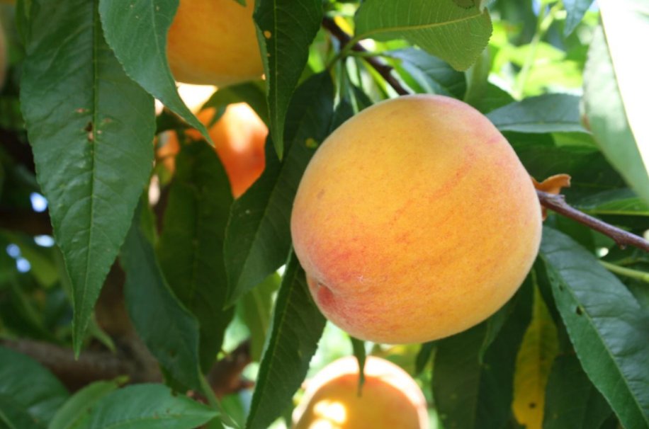 A més de deliciosa, la fruita de pinyol és molt rica en nutrients, especialment fibra. Ametller Origen