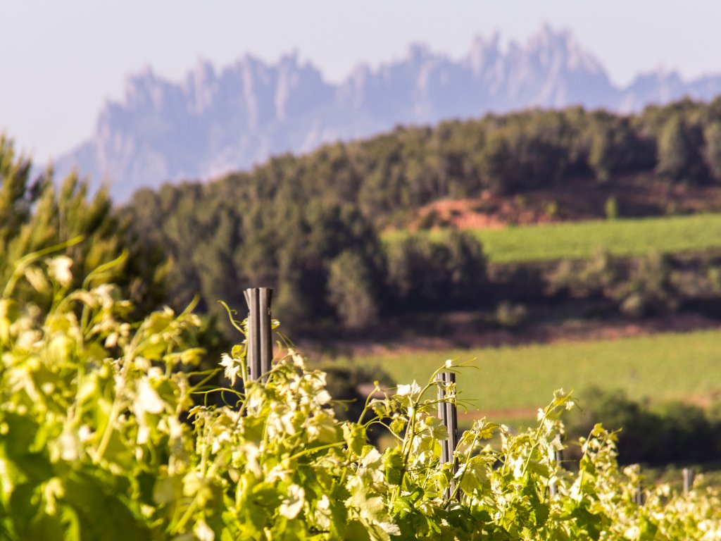 Jornada de Portes Obertes dels cellers elaboradors de cava