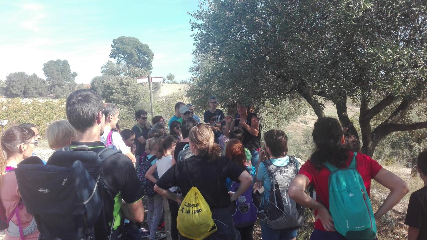 Taller familiar per aprendre a collir olives i preparar-les en conserva