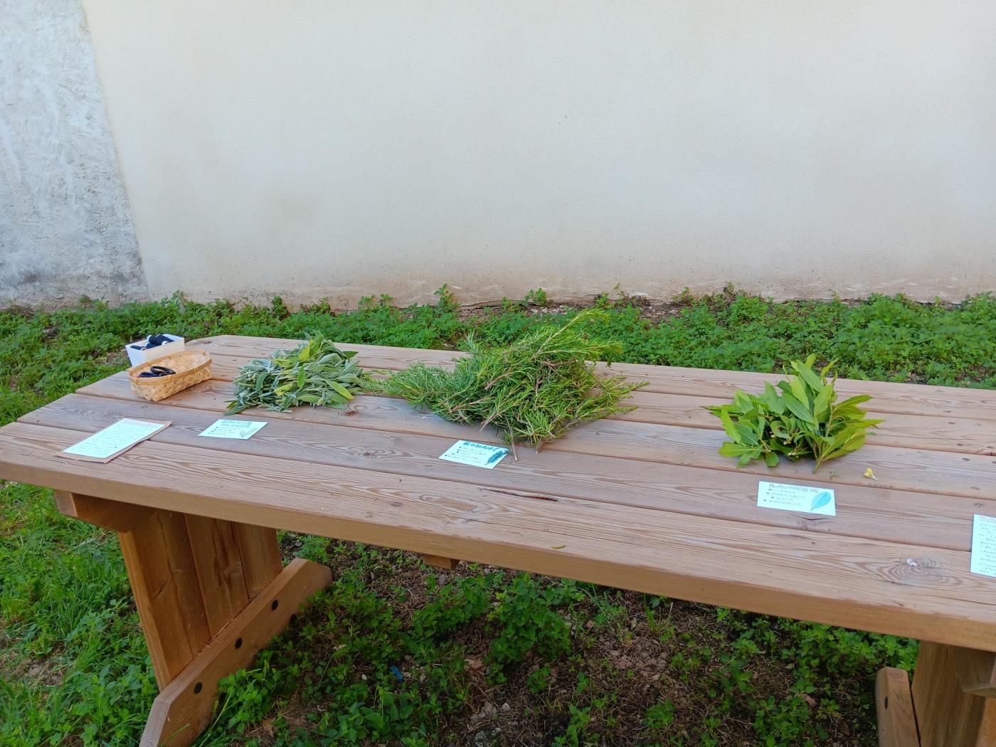 Taller per aprendre a aprofitar les plantes silvestres a la cuina