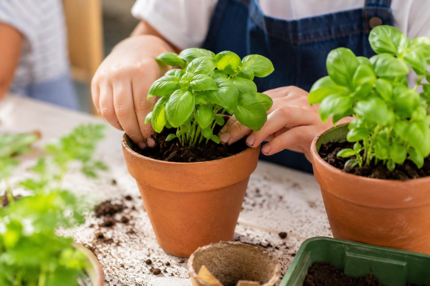 El Mercat del Préssec d'Ordal acollirà un taller infantil de plantació d'alfàbrega