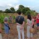 Itinerari+guiat+entre+vinyes+a+Sant+Pau+en+el+marc+del+Vijazz