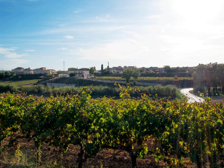 Passejada entre vinyes i paisatge a Subirats