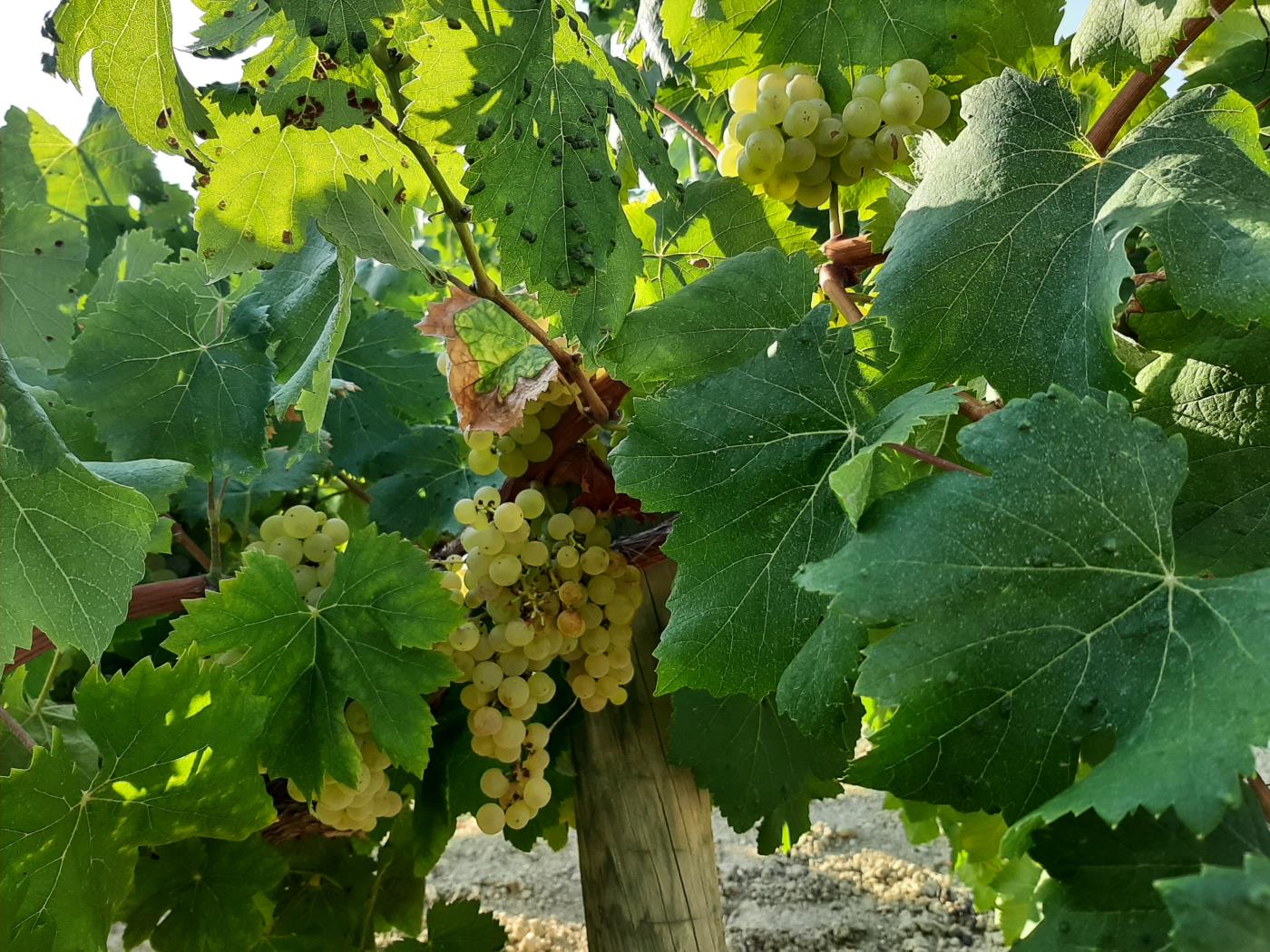 Passejades en època de verema