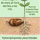 Reproducci%c3%b3+de+plantes+amb+llavors+a+l%27Ortoll