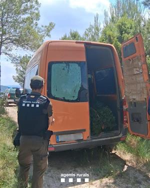Agents Rurals intensifiquen el control contra l’espoli de llentiscle als boscos catalans
