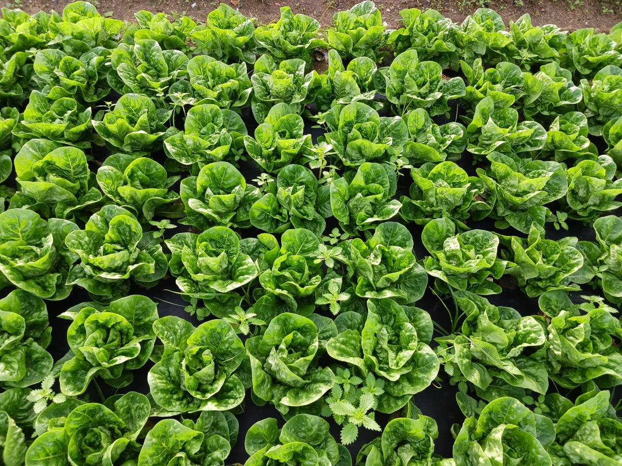 Ametller Origen i Damm transformen els residus de cervesa en fertilitzants orgànics. Ametller Origen