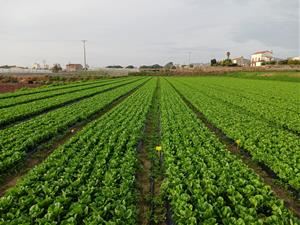 Ametller Origen i Damm transformen els residus de cervesa en fertilitzants orgànics
