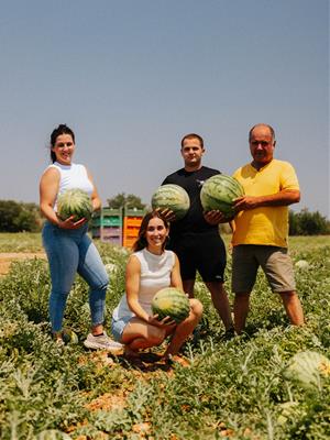 Comença la collita de síndries als camps de l’Ebre . Ametller Origen