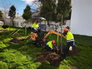 Comença la plantació de més de 300 arbres a Vilanova i la Geltrú. Ajuntament de Vilanova