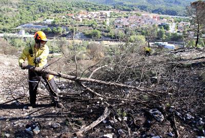Comença la tala d'arbres a la zona afectada per l'incendi de Carme per evitar l'erosió del sòl en cas de pluges. ACN