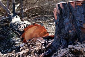 Comença la tala d'arbres a la zona afectada per l'incendi de Carme per evitar l'erosió del sòl en cas de pluges
