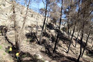 Comença la tala d'arbres a la zona afectada per l'incendi de Carme per evitar l'erosió del sòl en cas de pluges