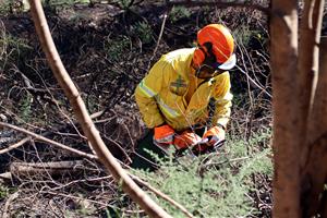 Comença la tala d'arbres a la zona afectada per l'incendi de Carme per evitar l'erosió del sòl en cas de pluges