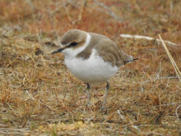 Comença la temporada de nidificació del corriol camanegre a les platges de Vilanova i la Geltrú. Ajuntament de Vilanova