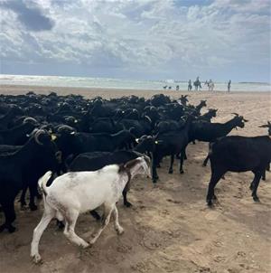 Cunit aposta per la neteja del sotabosc amb ramats de cabres en un nou cicle sobre la transhumància. Ajuntament de Cunit