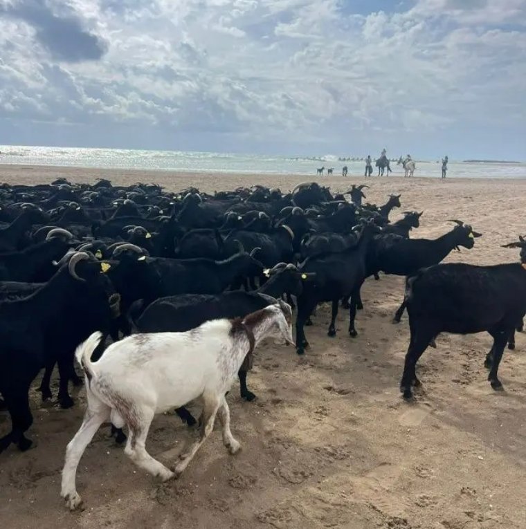 Cunit aposta per la neteja del sotabosc amb ramats de cabres en un nou cicle sobre la transhumància. Ajuntament de Cunit