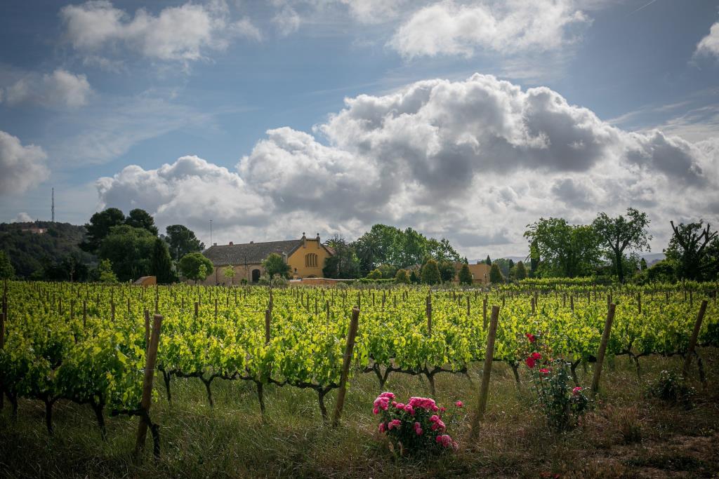 Descobrint Família Torres, una experiència única al cor del Penedès. Torres