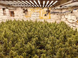 Desmantellada una plantació amb més de 1.200 plantes de marihuana en una masia de la Llacuna. ACN