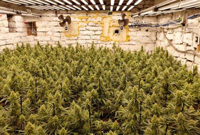 Desmantellada una plantació amb més de 1.200 plantes de marihuana en una masia de la Llacuna. ACN