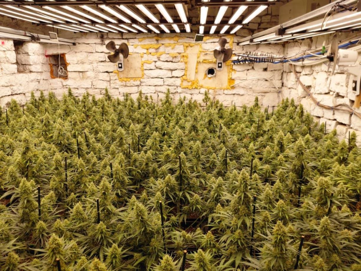 Desmantellada una plantació amb més de 1.200 plantes de marihuana en una masia de la Llacuna. ACN