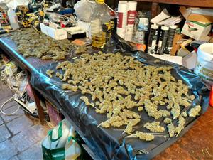 Desmantellada una plantació amb més de 1.200 plantes de marihuana en una masia de la Llacuna