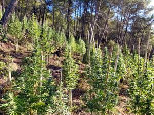 Desmantellen una plantació exterior de marihuana amb 400 plantes en una zona boscosa de Bellprat. ACN