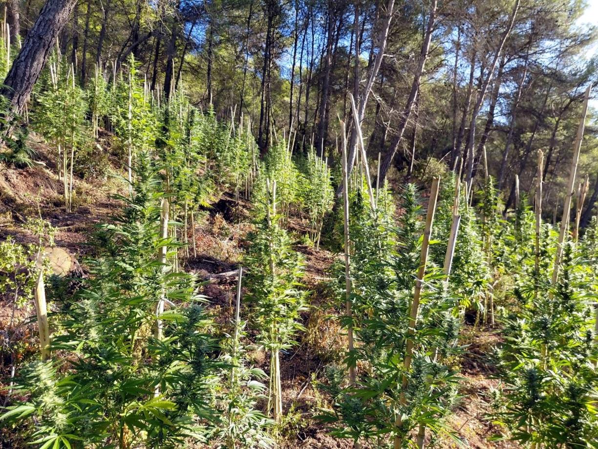Desmantellen una plantació exterior de marihuana amb 400 plantes en una zona boscosa de Bellprat. ACN