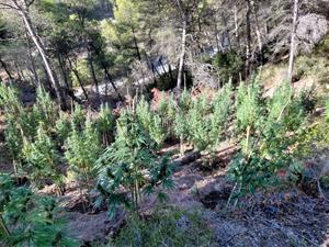 Desmantellen una plantació exterior de marihuana amb 400 plantes en una zona boscosa de Bellprat
