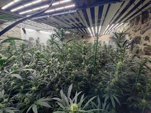 Detenen 4 persones per cultivar marihuana en una masia de Castellolí. ACN