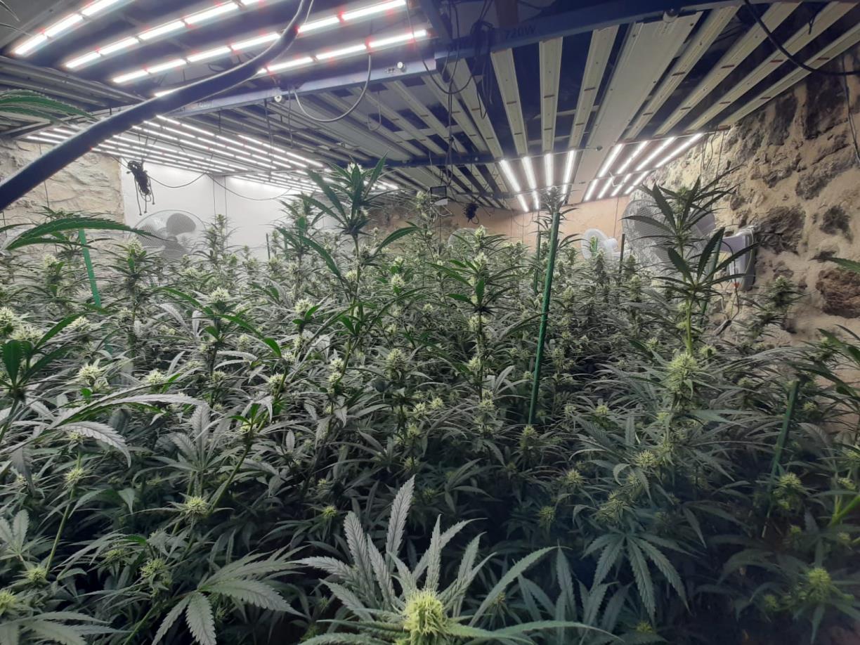 Detenen 4 persones per cultivar marihuana en una masia de Castellolí. ACN