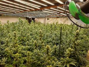 Detenen 4 persones per cultivar marihuana en una masia de Castellolí