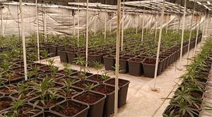 Detingut un home i desmantellada una plantació de marihuana en una nau industrial de Llorenç del Penedès