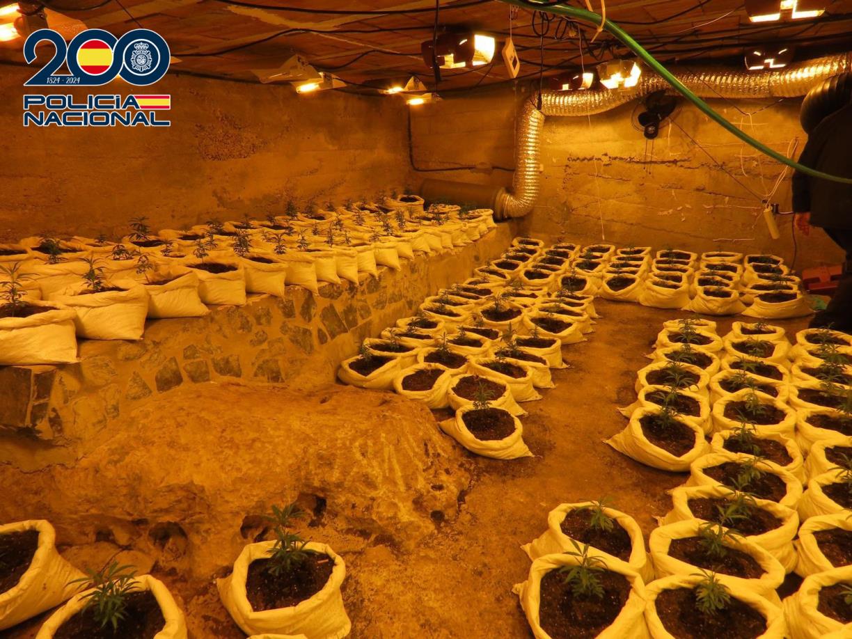 Detinguts els dos responsables d'una plantació de marihuana a Gelida amb 504 exemplars en fase de creixement. ACN