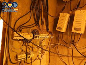 Detinguts els dos responsables d'una plantació de marihuana a Gelida amb 504 exemplars en fase de creixement