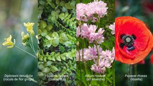 Eixarcolant aconsegueix el reconeixement legal de quatre noves plantes silvestres per a ús alimentari. EIX