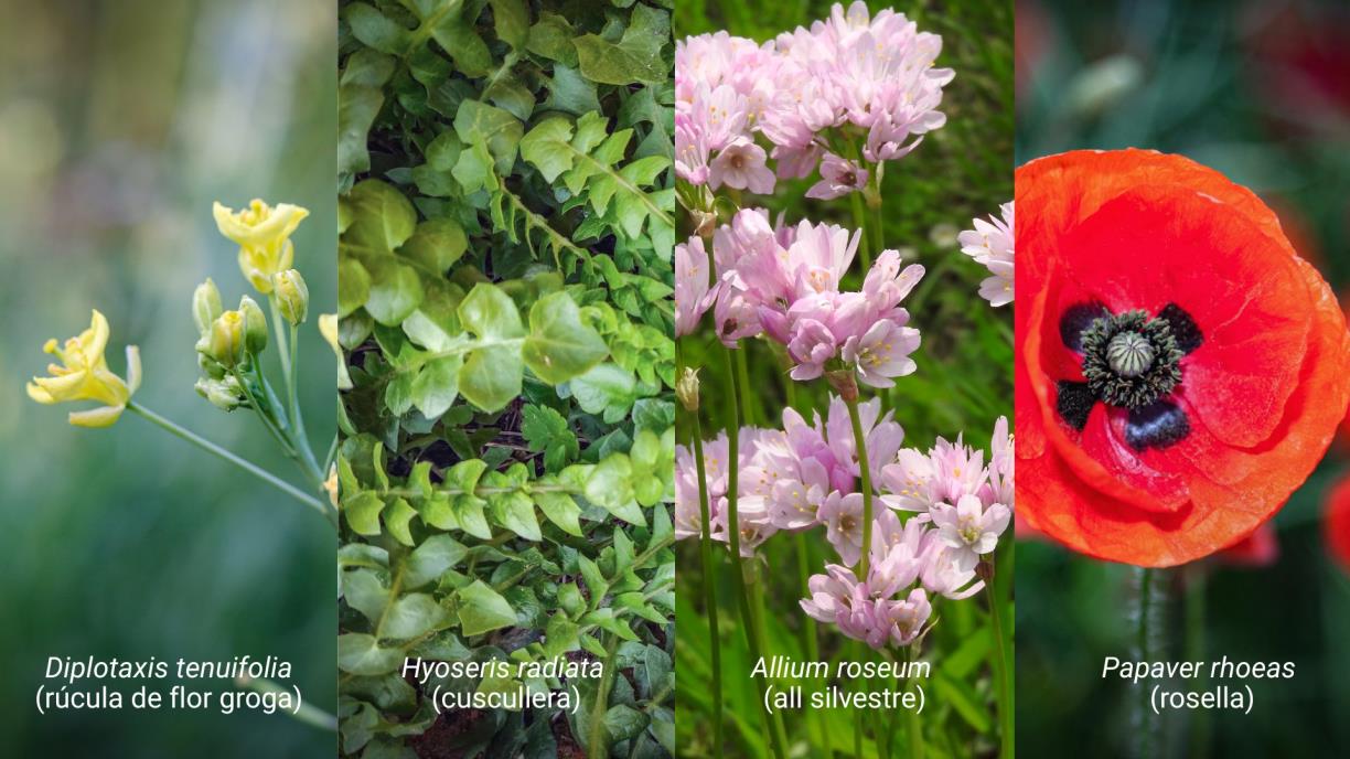 Eixarcolant aconsegueix el reconeixement legal de quatre noves plantes silvestres per a ús alimentari. EIX