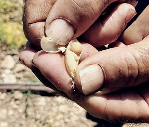Eixarcolant identifica 200 varietats tradicionals en la primera prospecció etnobotànica al Baix Penedès. Eixarcolant 