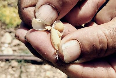 Eixarcolant identifica 200 varietats tradicionals en la primera prospecció etnobotànica al Baix Penedès. Eixarcolant 
