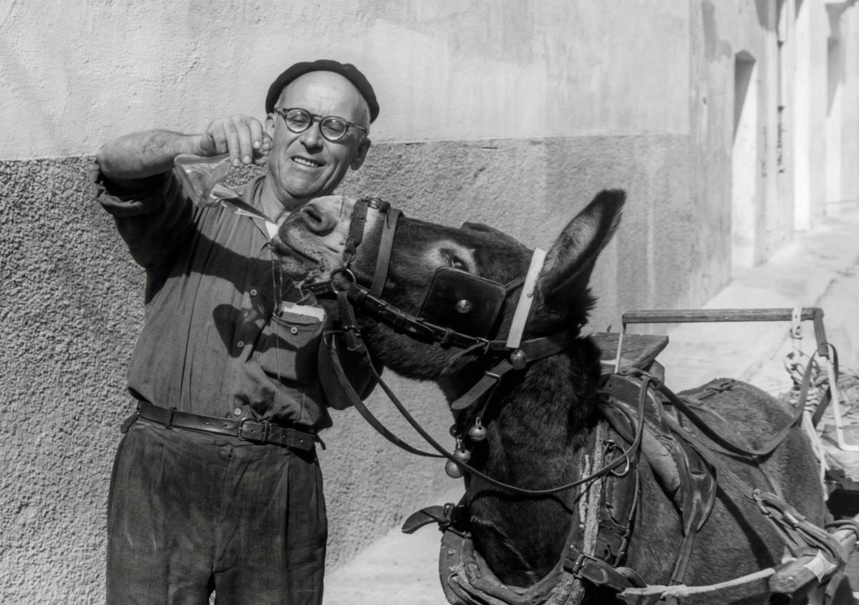 El burro Mariano, bevent a galet d'un gorró que li aguanta l'amo, Josep Bosch, el 1958. Eix