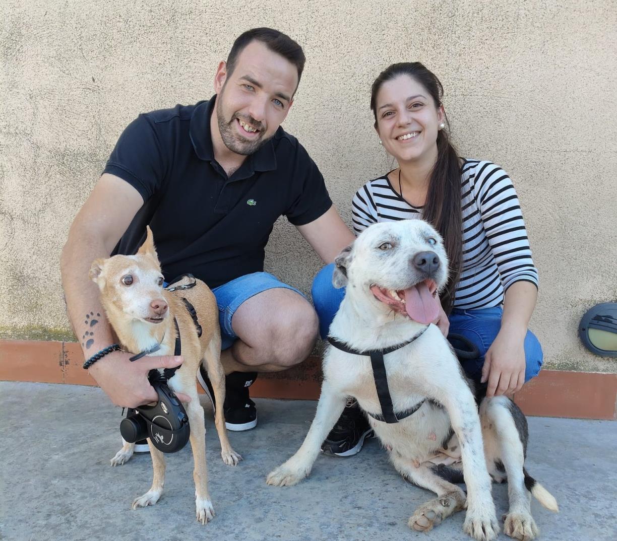 El CAAD Penedès tanca el 2025 amb menys abandonaments i més adopcions. Mancomunitat